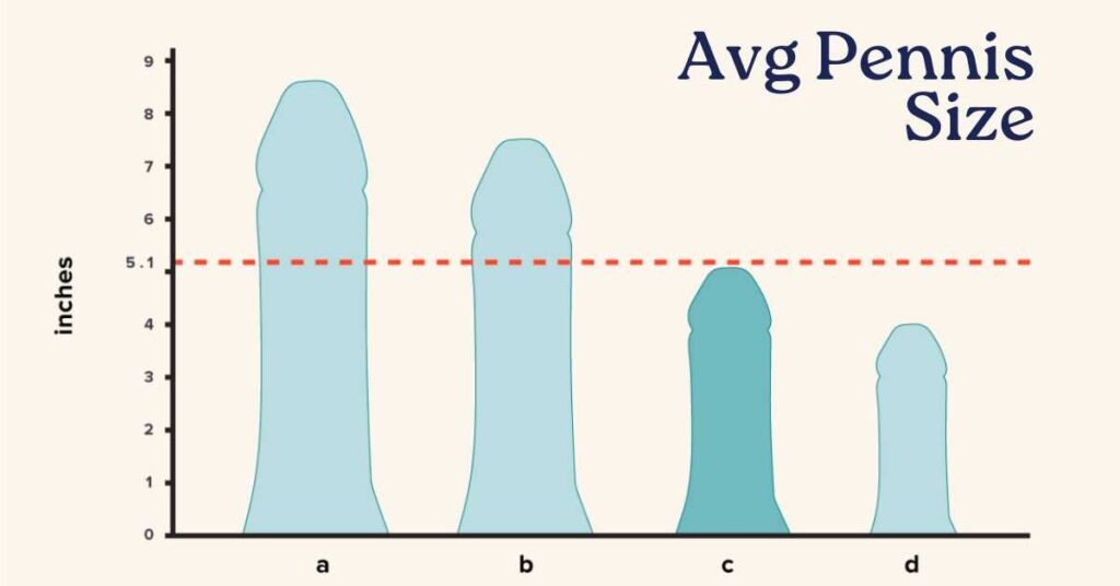 Average Pennis Size